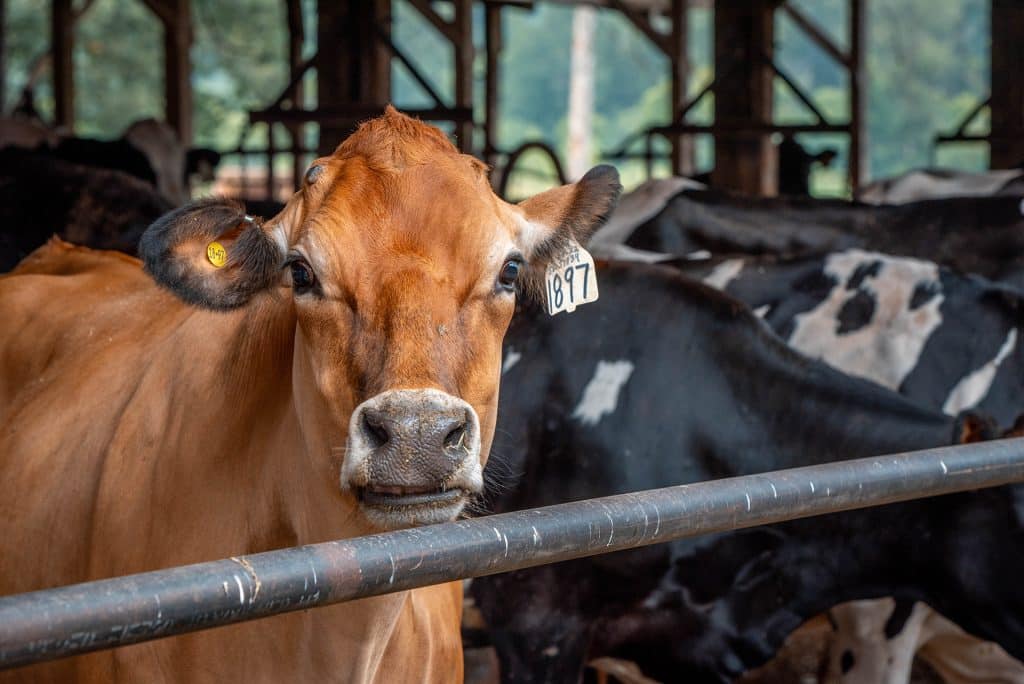 A burnt-orange jersey cow looks out of a corral on a dairy lot.