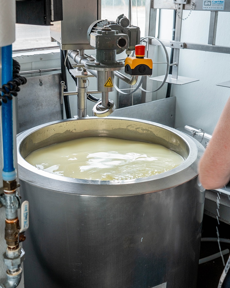 A cheese vat full of cream.