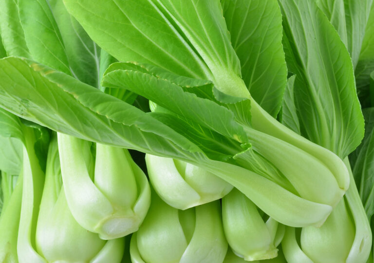 bok choy