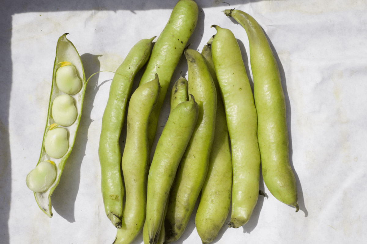 fava beans